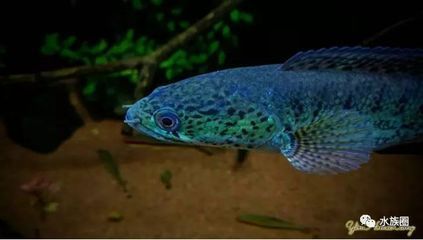 黃金眼鏡雷龍魚生長速度（黃金眼鏡蛇雷龍魚生長速度相對較快一年可以增長十幾厘米）