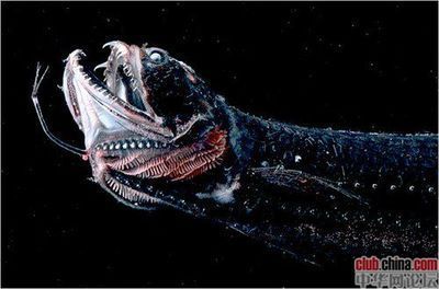 詳細閱讀:金龍魚背不直:金龍魚的背鰭不豎起來是什么原因造成的金龍魚背不直 金龍魚背不直:金龍魚的背鰭不豎起來是什么原因造成的金龍魚背不直
