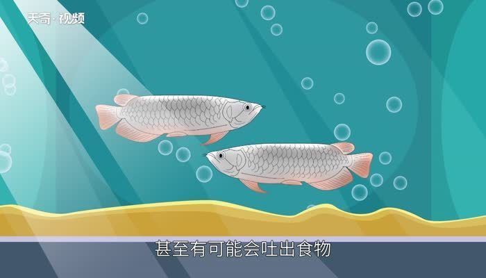 龍魚不吃飯怎么回事：龍魚不吃食可能由多種因素引起， 龍魚不吃飯怎么回事：龍魚不吃食可能由多種因素引起， 龍魚百科 第2張