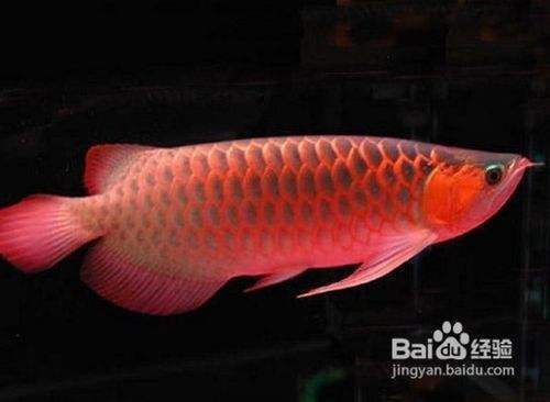 龍魚不吃飯怎么回事：龍魚不吃食可能由多種因素引起， 龍魚不吃飯怎么回事：龍魚不吃食可能由多種因素引起， 龍魚百科 第5張