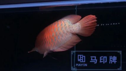 龍魚神燈是指哪個牌子：“龍魚神燈”專為龍魚養殖設計的照明設備詳細介紹
