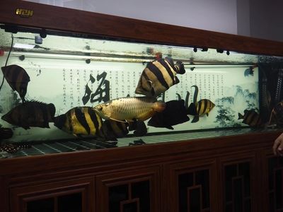 賣龍魚的店叫什么店名好聽：關于賣龍魚店名的建議：以上幾個名字都可以作為賣龍魚的店名