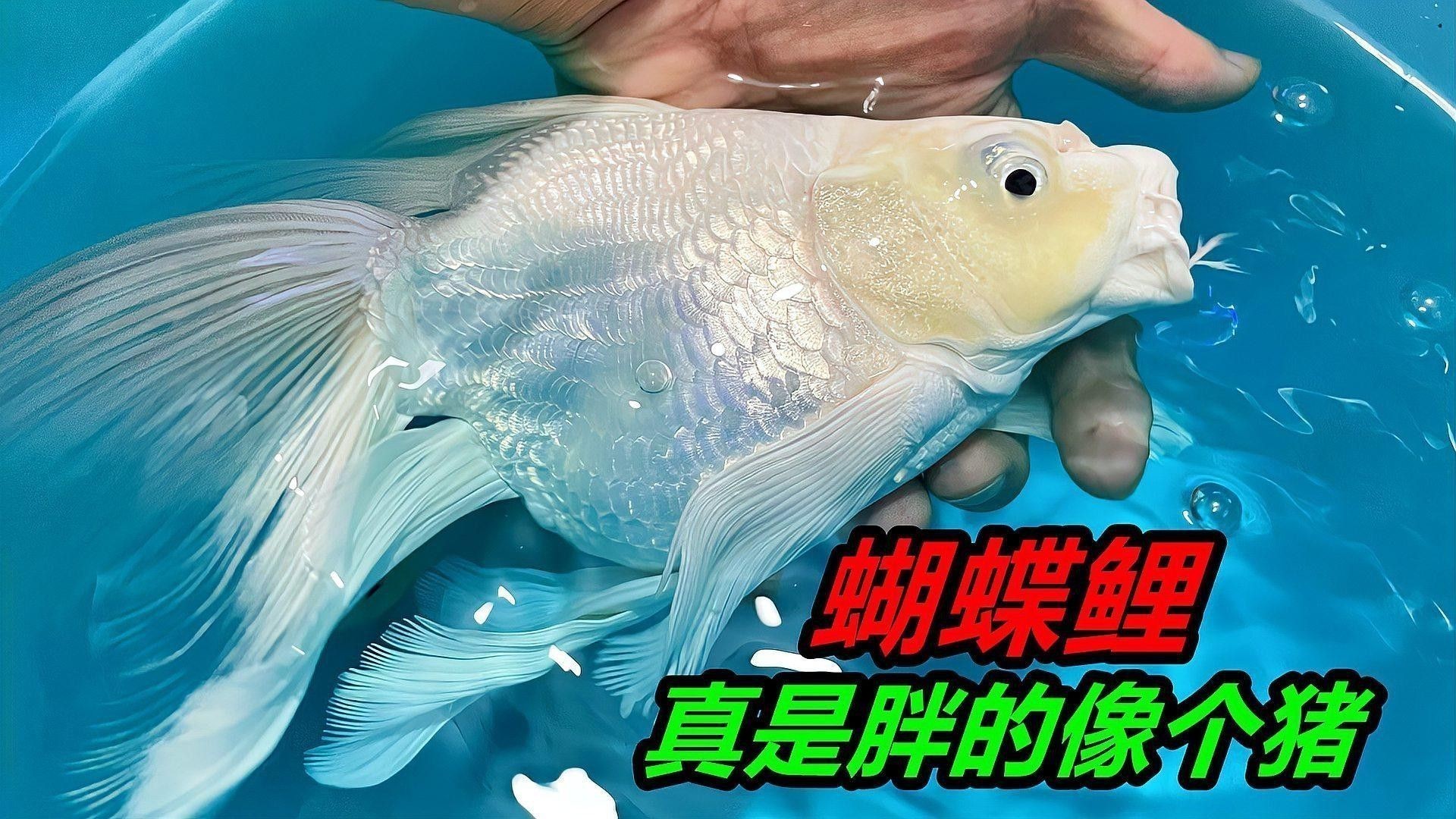 蝴蝶鯉和龍魚哪個貴些