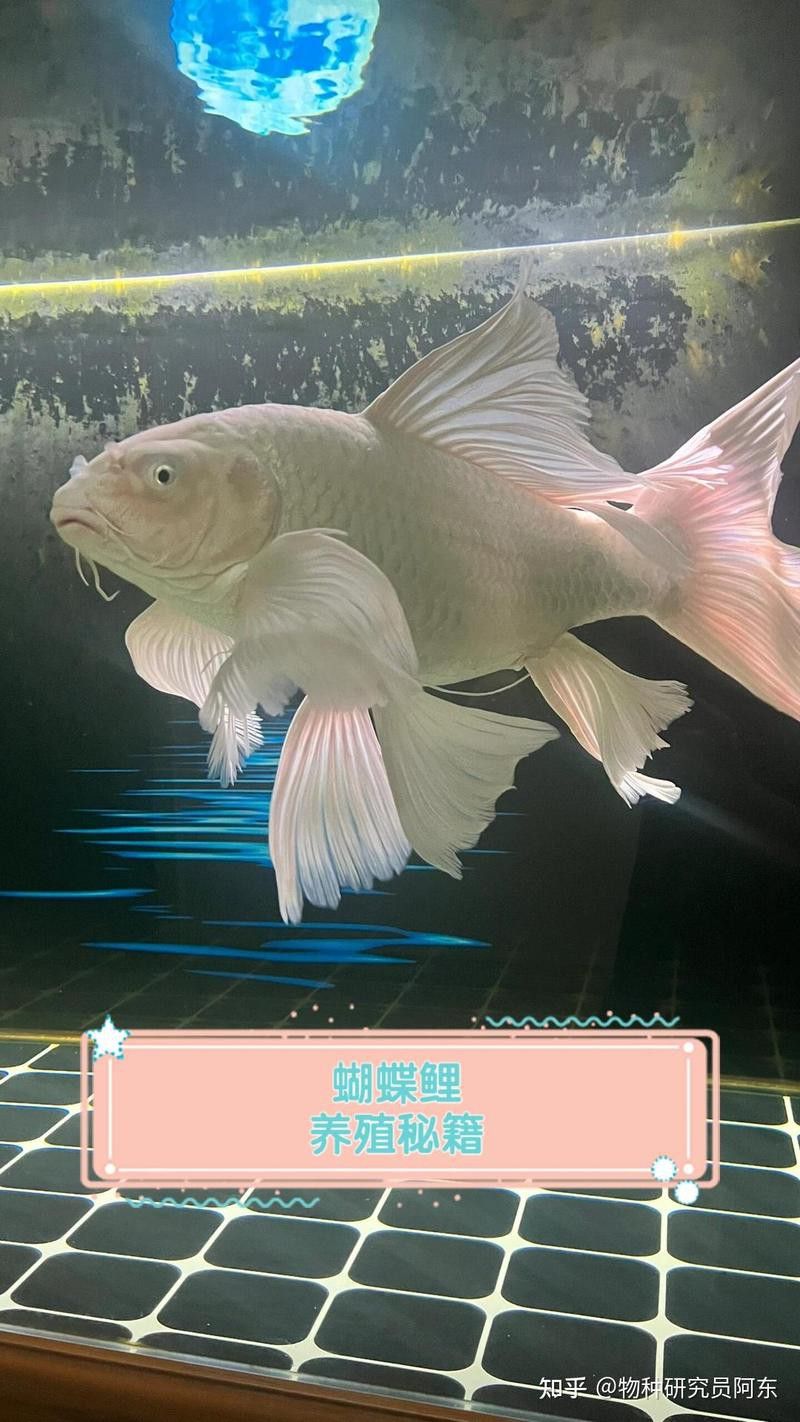 蝴蝶鯉和龍魚哪個貴些