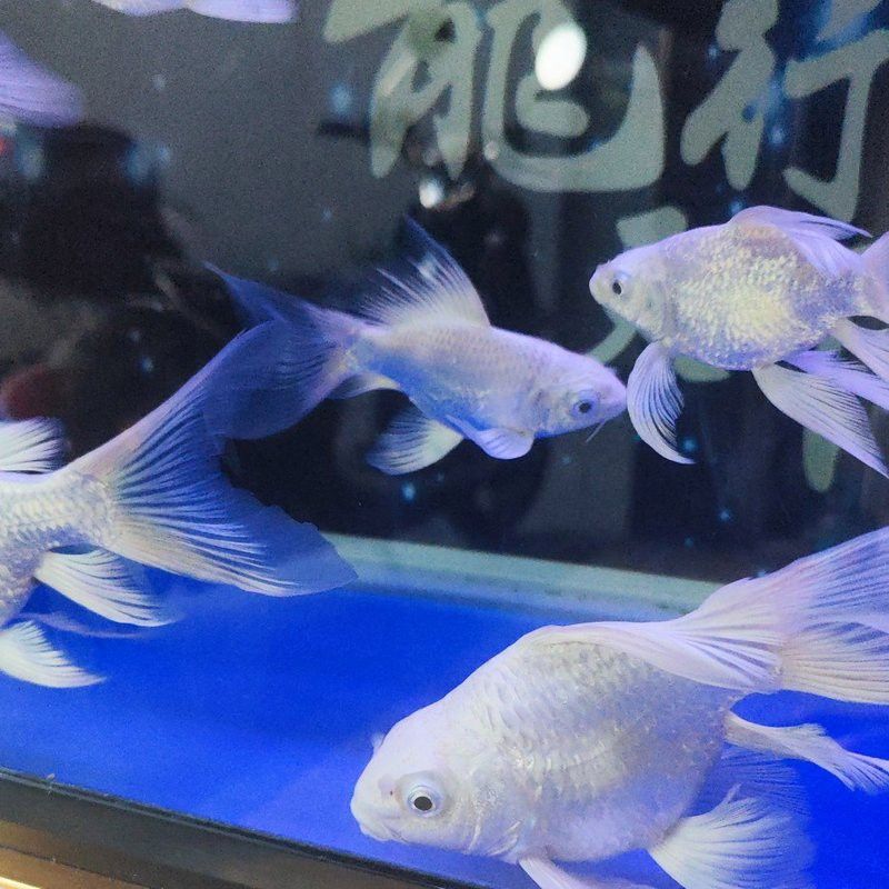 蝴蝶鯉和龍魚哪個貴些