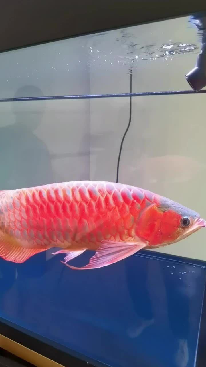 蝴蝶鯉和龍魚哪個貴些