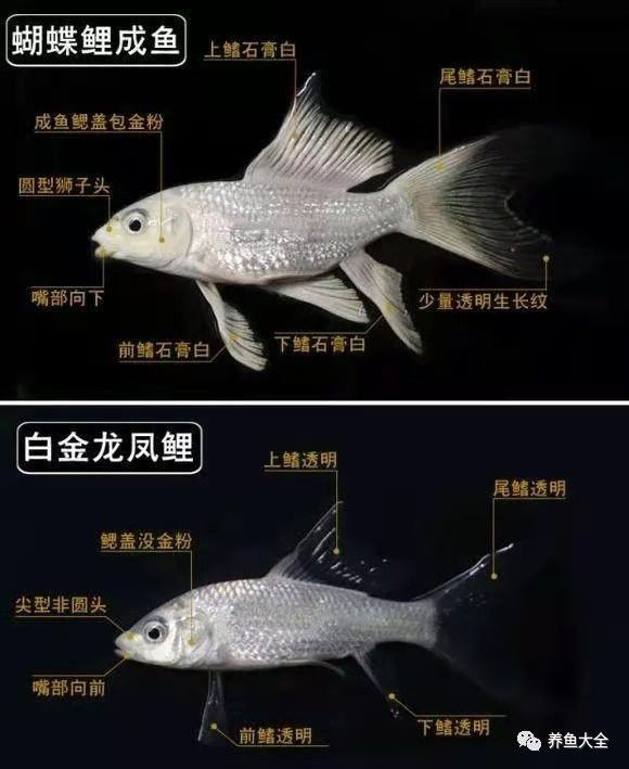 蝴蝶鯉和龍魚哪個貴些
