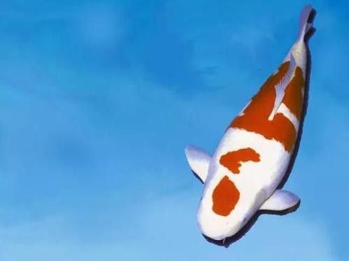 蝴蝶鯉和龍魚哪個貴些