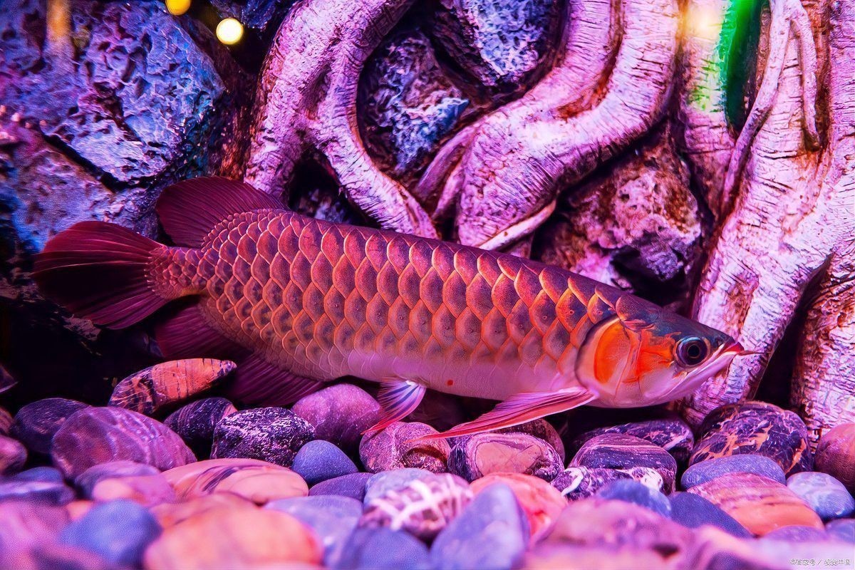 蝴蝶鯉和龍魚哪個貴些