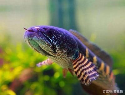 野采雷龍魚：關于野采雷龍魚的一些事項