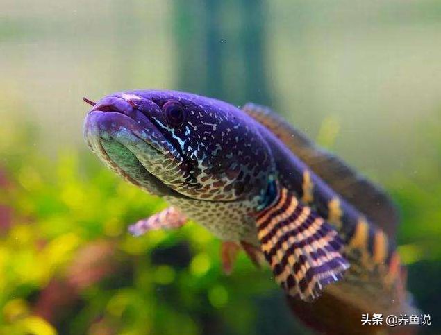 野采雷龍魚：關于野采雷龍魚的一些事項