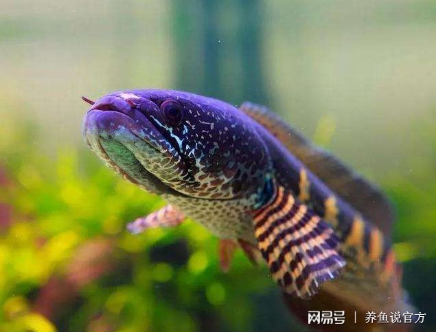 野采雷龍魚：關于野采雷龍魚的一些事項