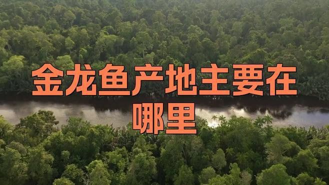 新加坡金龍魚和馬來西亞金龍魚