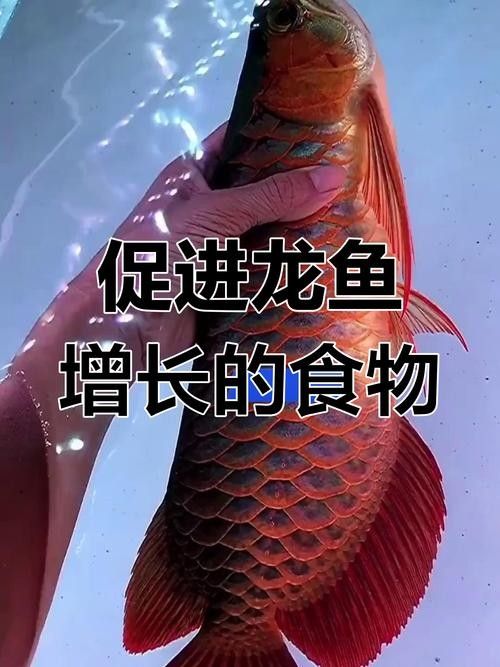 龍魚可以吃海水魚嗎圖片