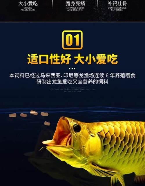 龍魚可以吃海水魚嗎圖片