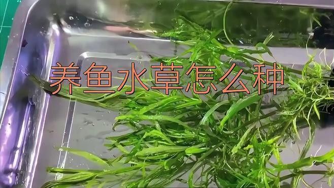 龍魚缸中水草的種植方法