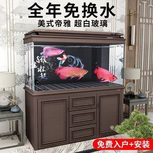 龍魚進缸多久可以換水：龍魚進缸后何時可以換水