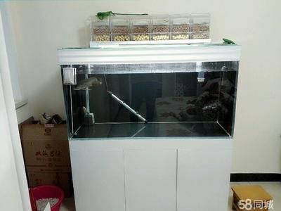 金龍魚a過背和b過背有什么區別圖片