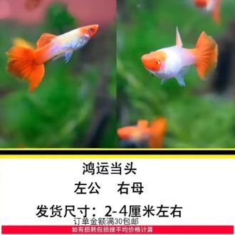 觀賞魚投喂量計算公式：觀賞魚的投喂量是確保其健康和活力的關鍵因素的關鍵因素 觀賞魚投喂量計算公式：觀賞魚的投喂量是確保其健康和活力的關鍵因素的關鍵因素 龍魚百科 第1張
