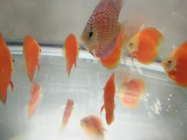 觀賞魚投喂量計算公式：觀賞魚的投喂量是確保其健康和活力的關鍵因素的關鍵因素 觀賞魚投喂量計算公式：觀賞魚的投喂量是確保其健康和活力的關鍵因素的關鍵因素 龍魚百科 第2張