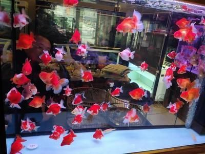 觀賞魚投喂量計算公式：觀賞魚的投喂量是確保其健康和活力的關鍵因素的關鍵因素 觀賞魚投喂量計算公式：觀賞魚的投喂量是確保其健康和活力的關鍵因素的關鍵因素 龍魚百科 第5張