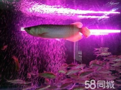 血紅龍是金龍魚嗎：如何區分血紅龍和金龍魚