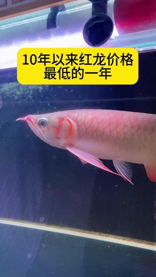 紅龍品種區(qū)分圖