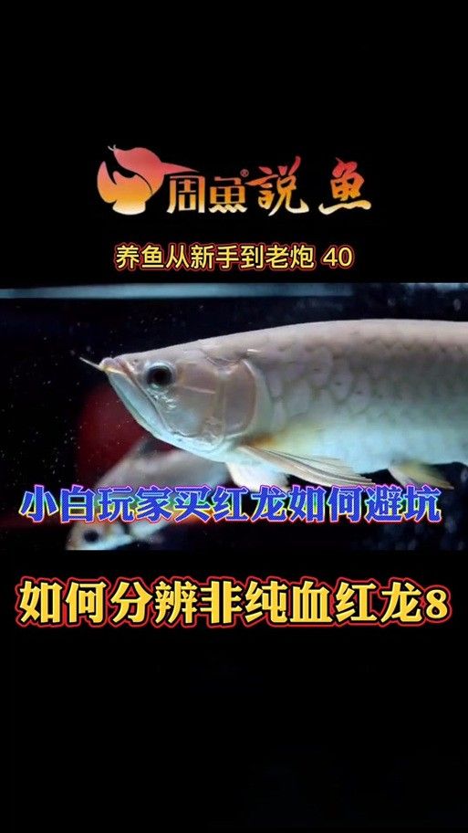 紅龍品種區(qū)分圖