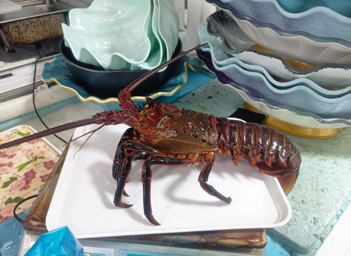 紅龍品種區(qū)分圖