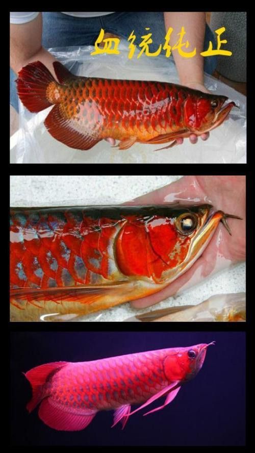 紅龍品種區(qū)分圖