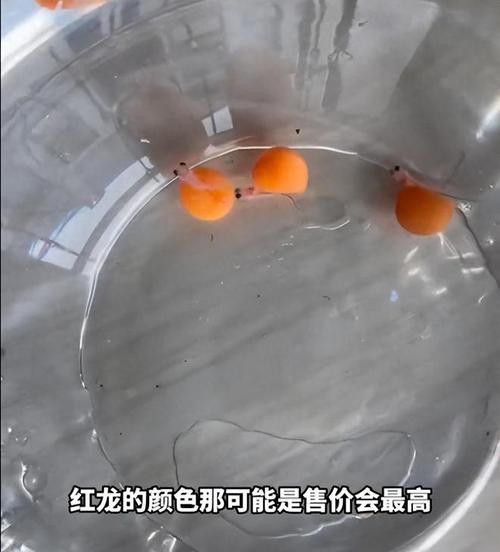 紅龍品種區(qū)分圖