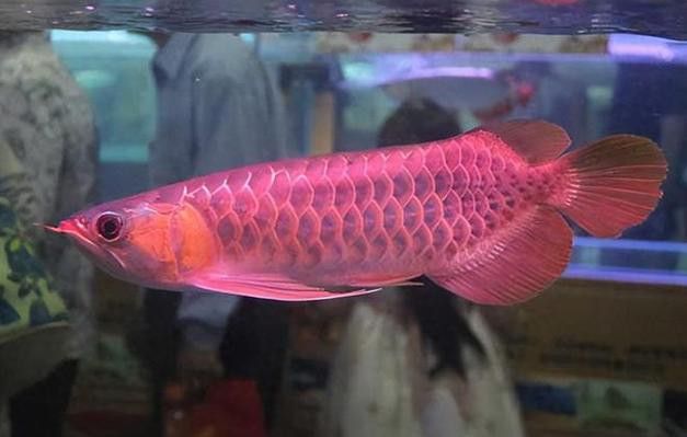 紅龍品種區(qū)分圖