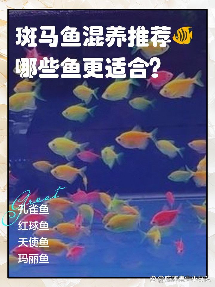 小火龍魚可以和斑馬魚一起養(yǎng)嗎