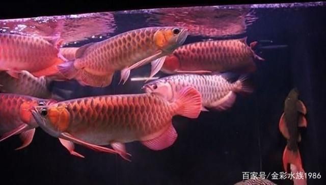 龍魚(yú)幾條混養(yǎng)：龍魚(yú)混養(yǎng)的數(shù)量