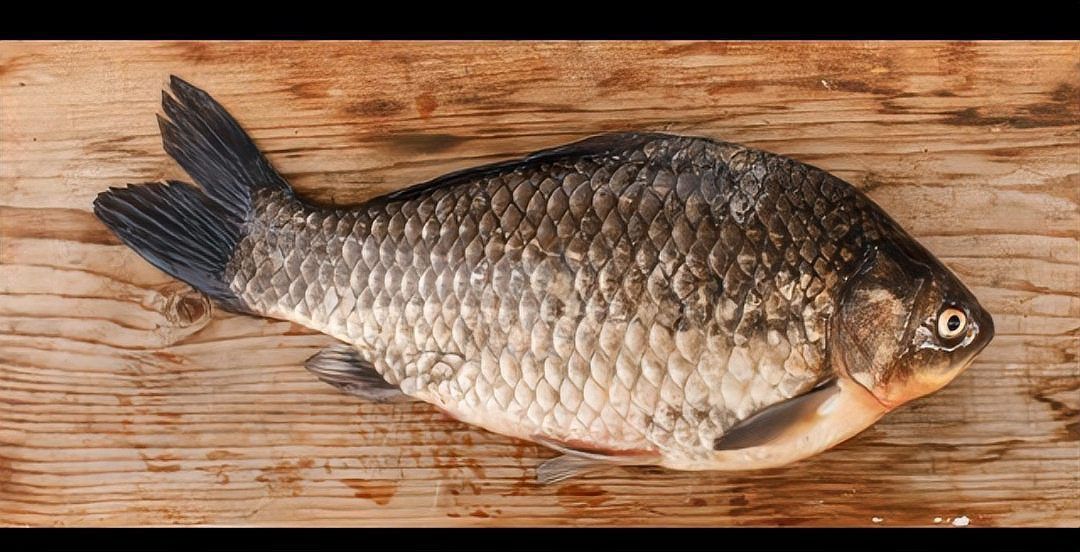 蘆花鯽魚長什么樣子