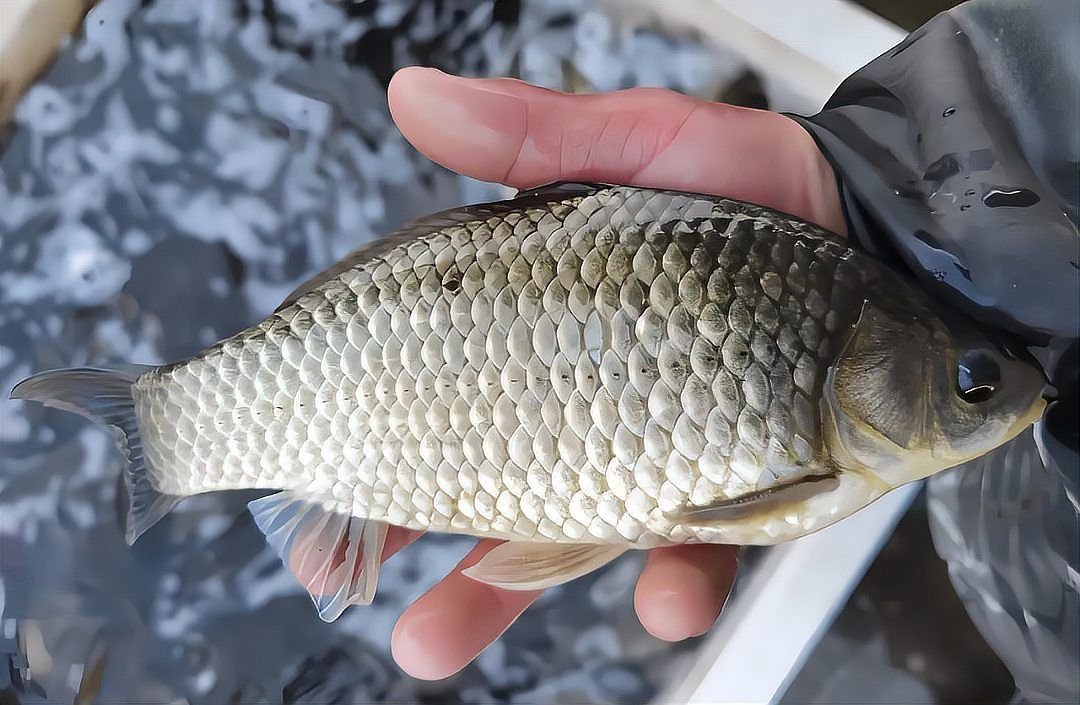 蘆花鯽魚長什么樣子