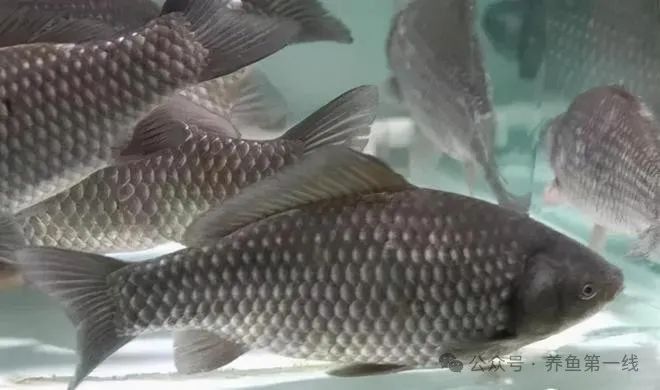 蘆花鯽魚長什么樣子