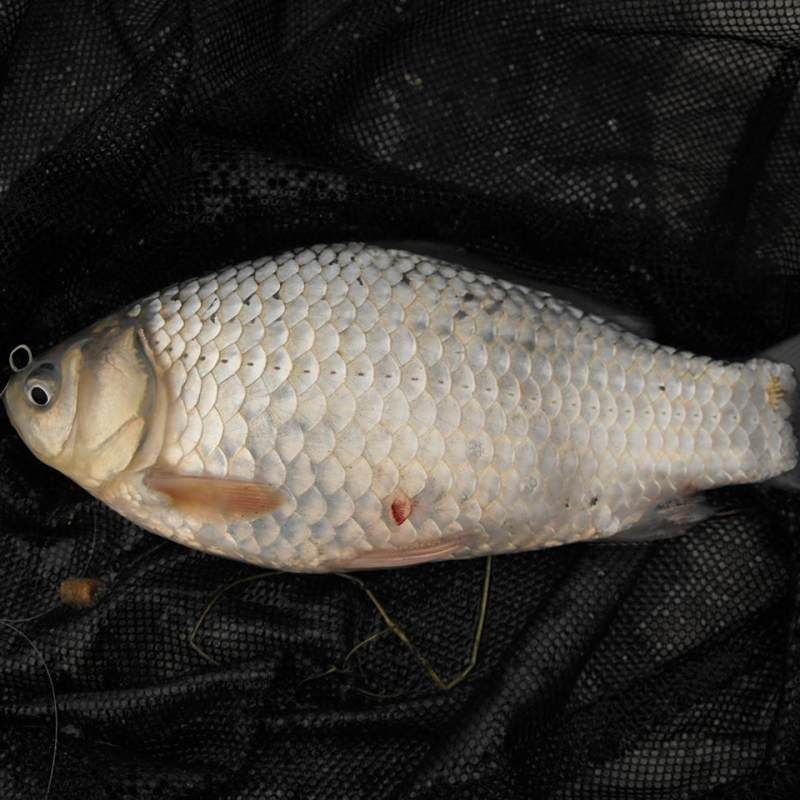 蘆花鯽魚長什么樣子