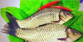 蘆花鯽魚長什么樣子