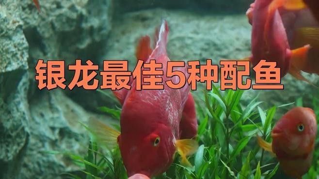銀龍魚可以跟什么魚混養在一起呢