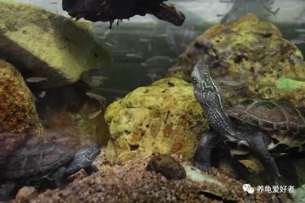 龍魚龜混養寓意：龍魚和烏龜混養的寓意