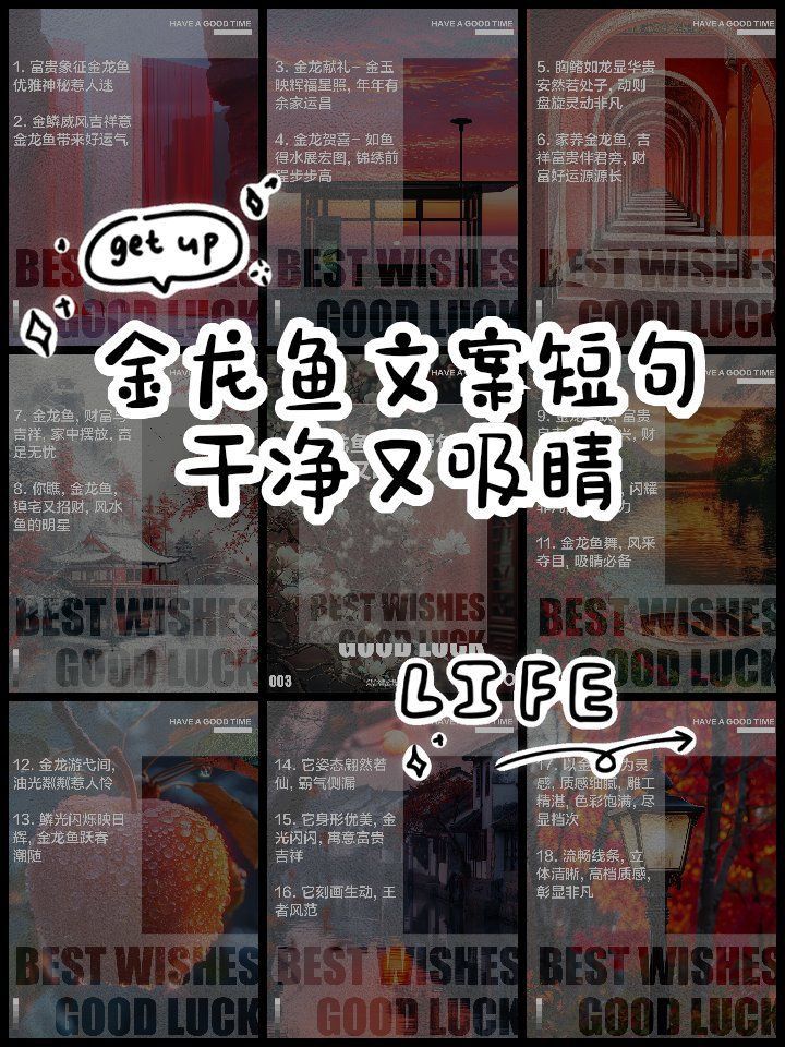 海鰱和龍魚混養可以嗎圖片