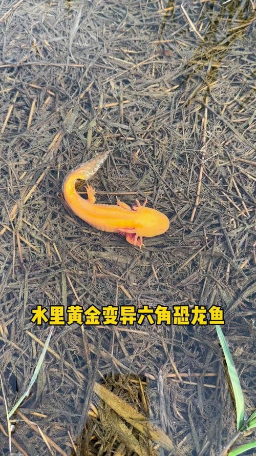 六角恐龍魚圖片大全大圖高清壁紙
