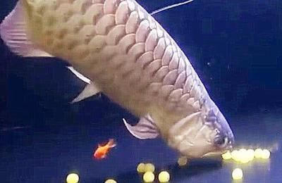 金龍魚(yú)便宜了：揭秘金龍魚(yú)繁殖全過(guò)程