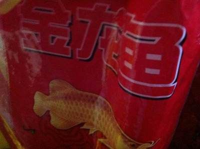 金龍魚(yú)便宜了：揭秘金龍魚(yú)繁殖全過(guò)程