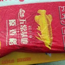 金龍魚便宜了：揭秘金龍魚繁殖全過程