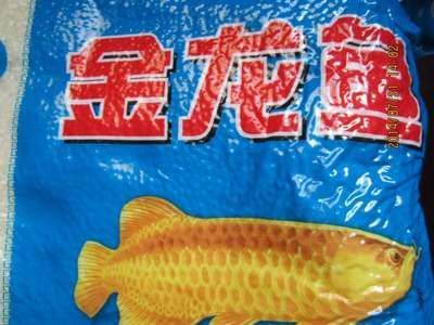金龍魚(yú)便宜了：揭秘金龍魚(yú)繁殖全過(guò)程