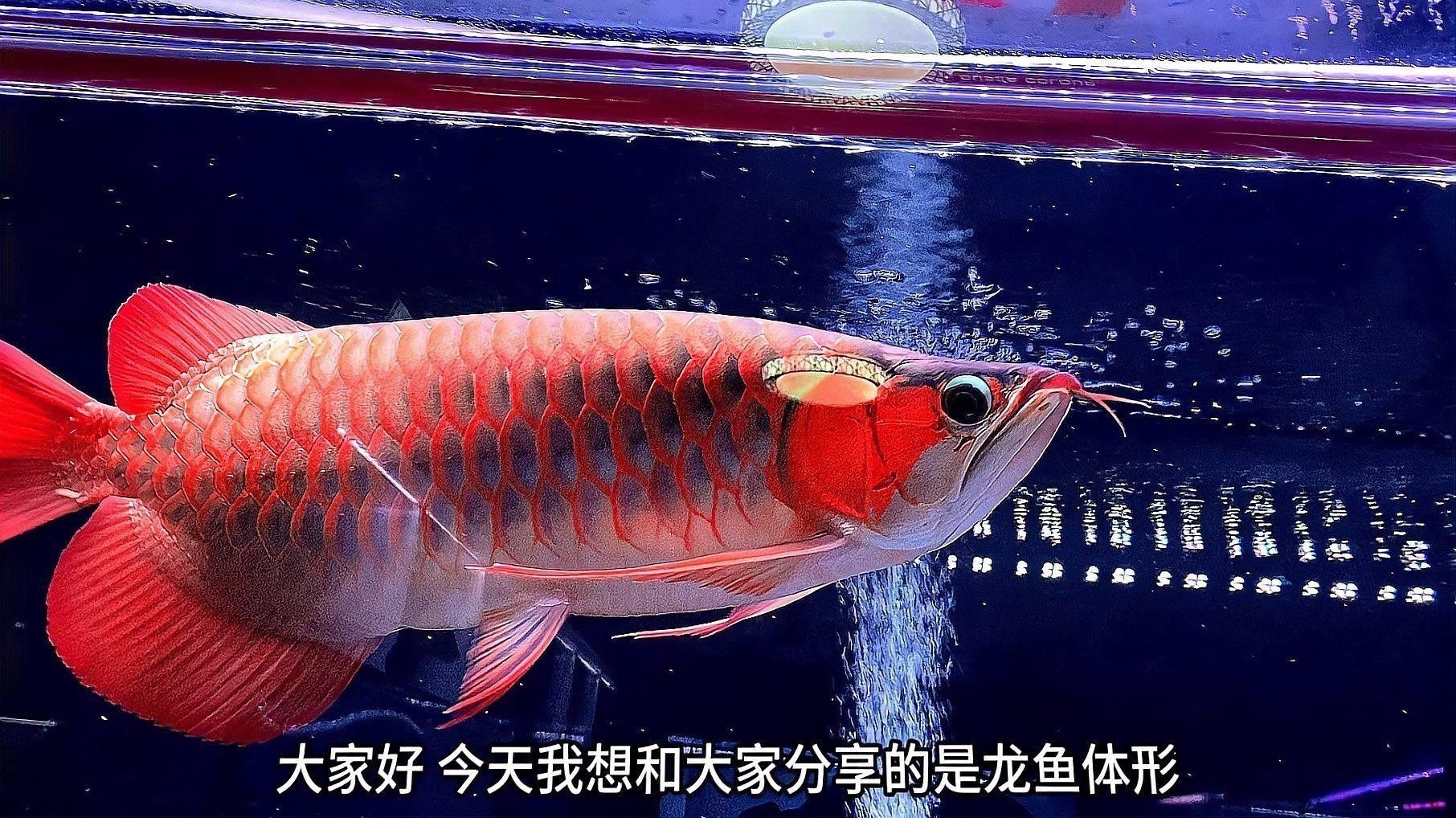 龍魚什么體型好看又好養(yǎng)的