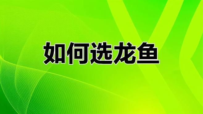 龍魚什么體型好看又好養(yǎng)的