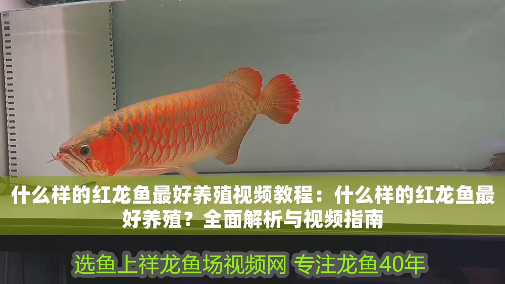 什么樣的紅龍魚最好養殖視頻教程：什么樣的紅龍魚最好養殖？全面解析與視頻指南